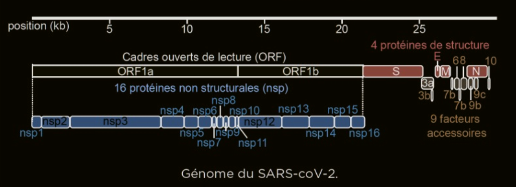 Génome du SARS-coV-2