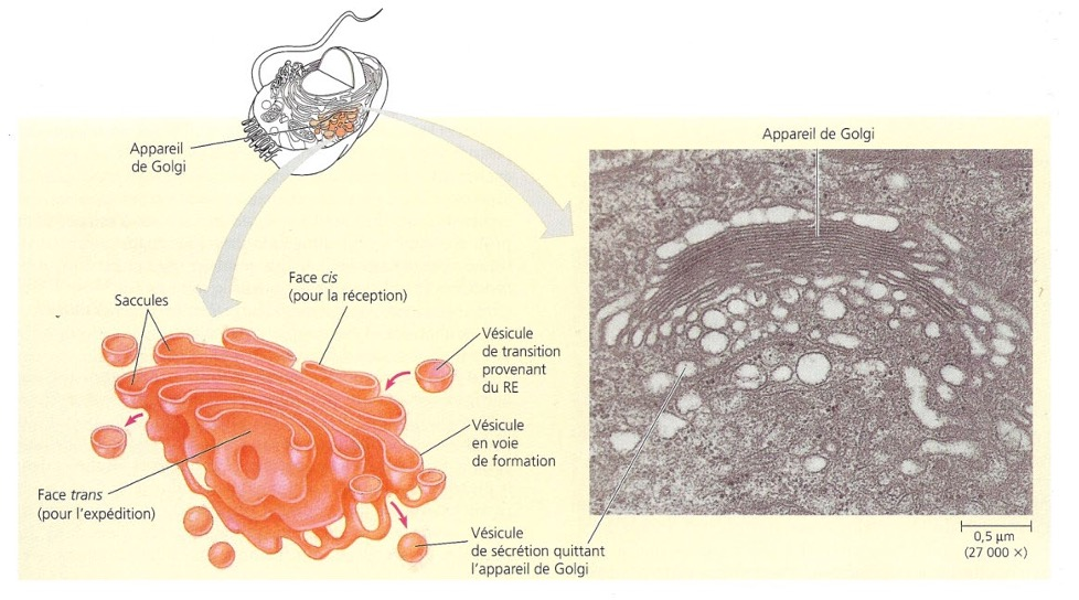 Schéma et coupe MET de l'appareil de Golgi