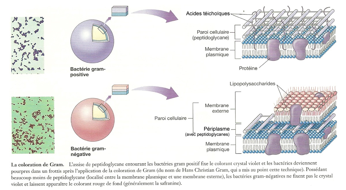 Colorations de bactéries avec la méthode de Gram