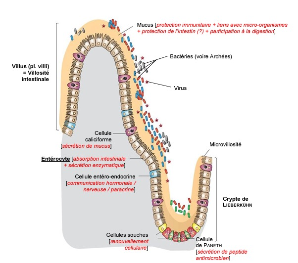 Épithélium intestinal