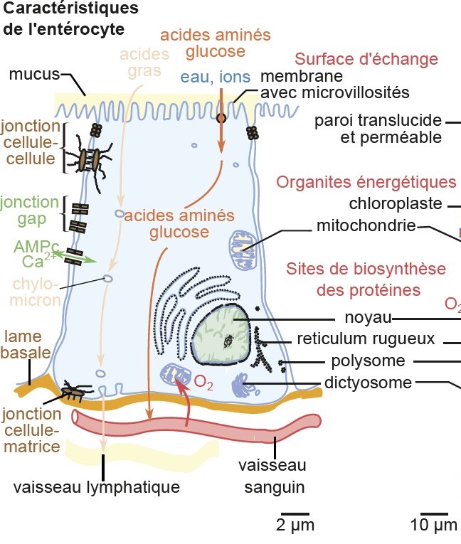 Structure de l'entérocyte