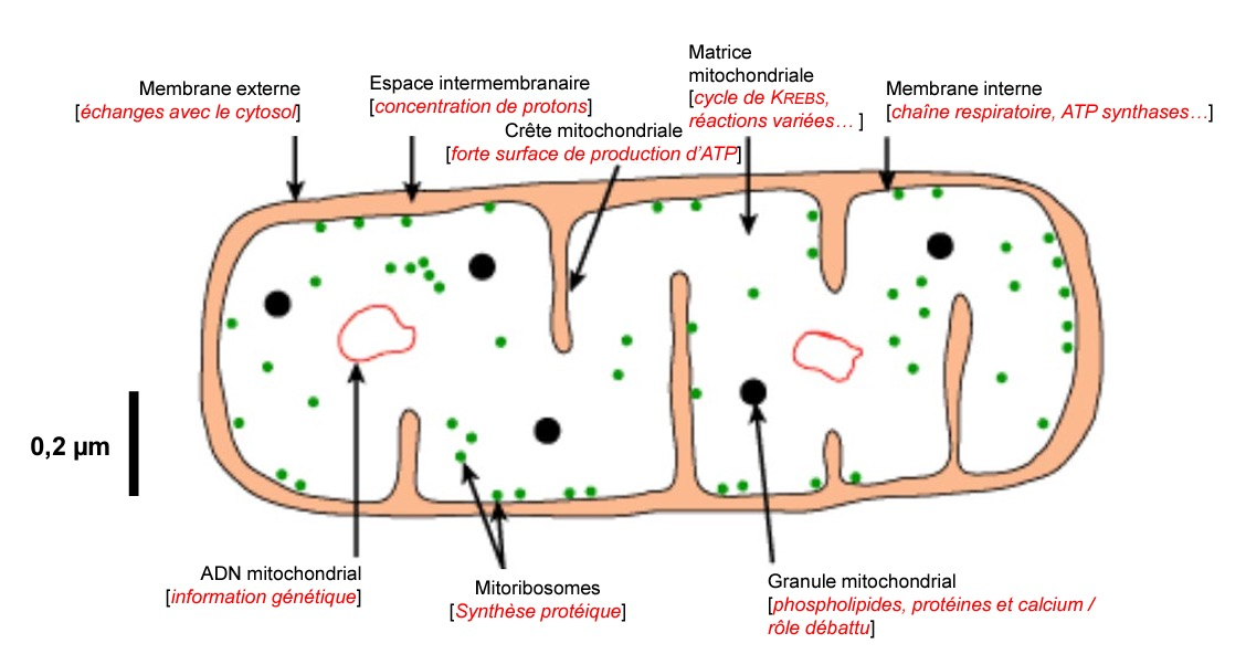 Schéma de la mitochondrie