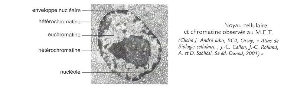 Observation MET du noyau cellulaire