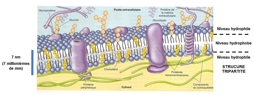 Schéma de la membrane plasmique
